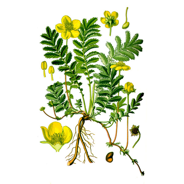 Лапчатка гусиная трава полезные свойства и применение СТАРОСЛАВ купить ...